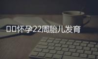 ​​怀孕22周胎儿发育情况都有什么