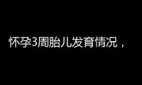 怀孕3周胎儿发育情况，怀孕3周的注意事项