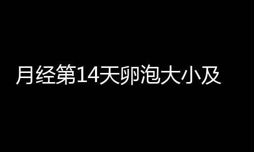 月经第14天卵泡大小及提高成活率方法