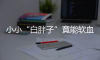 小小“白胖子”竟能软血管降血压